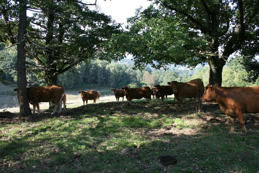 Domaine De Romefort Saint Leonard de Noblat Ruang foto